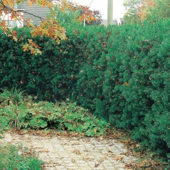 Idegran 1L, 100-pack