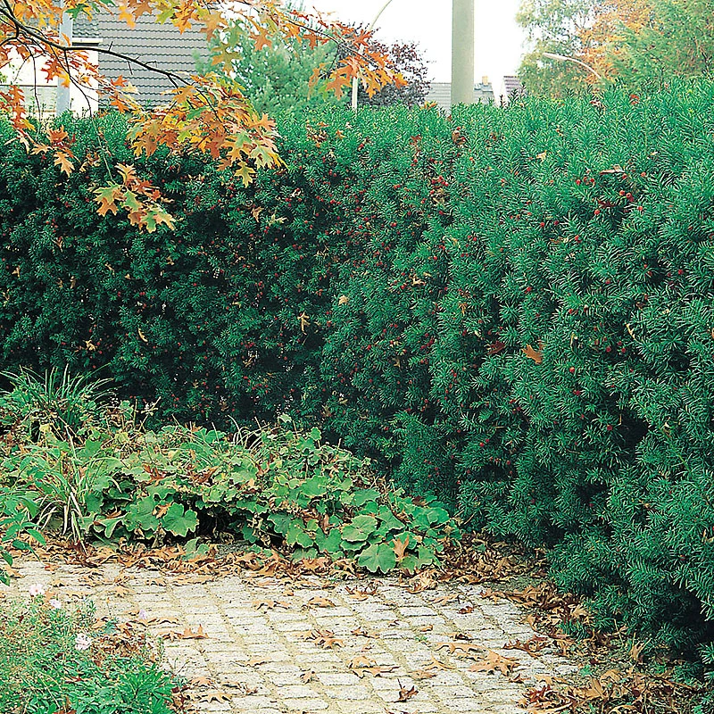 Idegran 1L, 100-pack 3 Idegran 1L, 100-pack