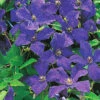 Klematis 'Polish Spirit' 1 Klematis 'Polish Spirit' -Garden Supplies Sales 2024 italiensk klematis polis spirit