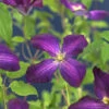 Klematis 'Jackmanii Purpurea' 2 Klematis 'Jackmanii Purpurea' -Garden Supplies Sales 2024 jackman klematis jackmanii purpurea