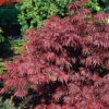 Flikbladig Japansk Lönn 'Garnet' 2 Flikbladig Japansk Lönn 'Garnet' -Garden Supplies Sales 2024 japansk blodfliklonn garnet acer palmatum