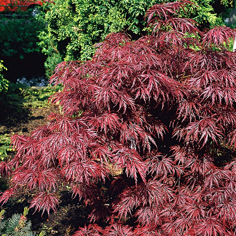 Flikbladig Japansk Lönn 'Garnet' 3 Flikbladig Japansk Lönn 'Garnet'