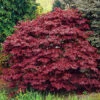 Röd Japansk Lönn 'Atropurpureum' -Garden Supplies Sales 2024 japansk blodlonn acer palmatum atropurpureum