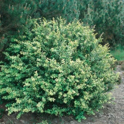 Japansk Järnek 'Convexa'