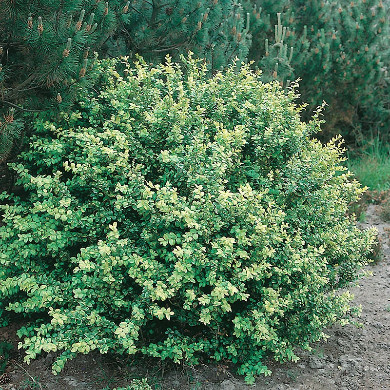 Japansk Järnek 'Convexa' 3 Japansk Järnek 'Convexa'