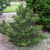 Japansk Järnek 'Dark Green' -Garden Supplies Sales 2024 japansk jarnek ilex crenata dark green