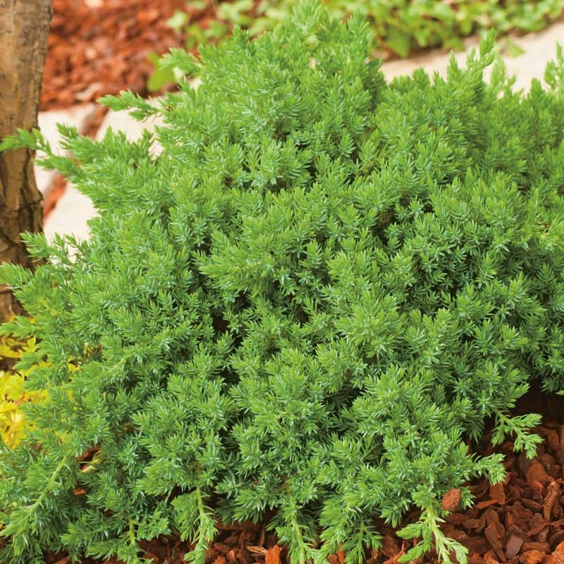 Japansk Kryp-en 'Nana', 3-pack 4 Japansk Kryp-en 'Nana', 3-pack - Image 2