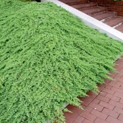 Japansk Kryp-en 'Nana', 10-pack -Garden Supplies Sales 2024 japansk kryp en nana 3 1