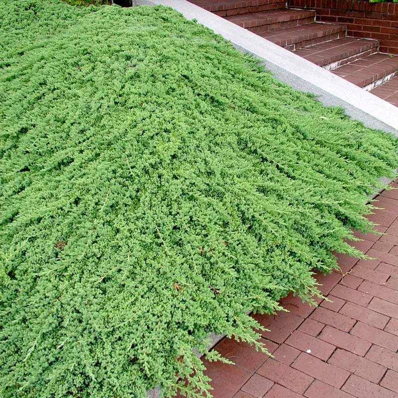 Japansk Kryp-en 'Nana', 3-pack 5 Japansk Kryp-en 'Nana', 3-pack - Image 3