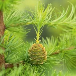 Japansk Lärk, 50-80 Cm 100-pack -Garden Supplies Sales 2024 japansk lark 2