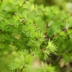 Japansk Lärk, 50-80 Cm 10-pack 7 Japansk Lärk, 50-80 Cm 10-pack -Garden Supplies Sales 2024 japansk lark 3 1