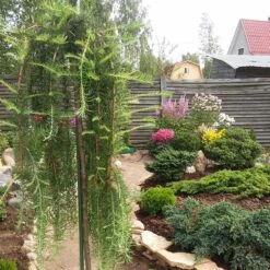 Japansk Lärk 'Stiff Weeper'