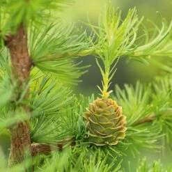 Japansk Lärk 'Stiff Weeper' -Garden Supplies Sales 2024 japansk lark stiff Weeper 3