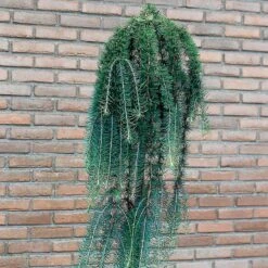 Japansk Lärk 'Stiff Weeper' -Garden Supplies Sales 2024 japansk lark stiff Weeper 4