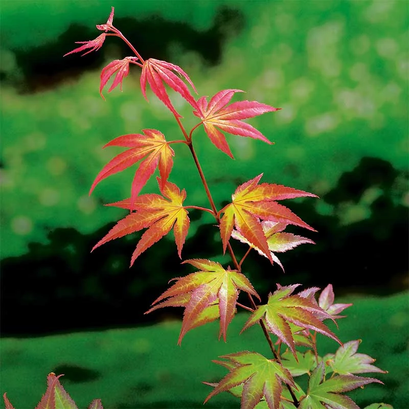 Japansk Lönn 'Tsuma Gaki', 5-pack 4 Japansk Lönn 'Tsuma Gaki', 5-pack - Image 2