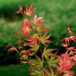 Japansk Lönn 'Tsuma Gaki', 1-pack -Garden Supplies Sales 2024 japansk lonn tsuma gaki 3 2