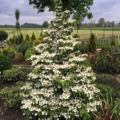 Japansk Olvon 'Kilimandjaro', 1-pack -Garden Supplies Sales 2024 japansk olvon kilimandjaro 2 2