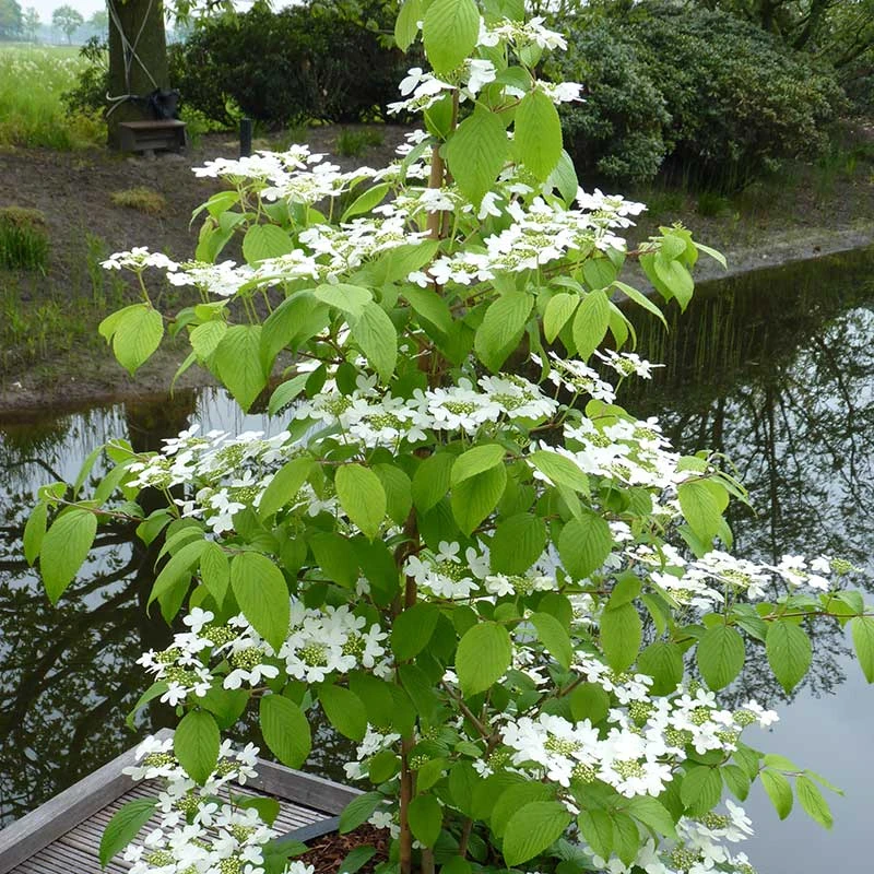 Japansk Olvon 'Kilimandjaro', 3-pack 3 Japansk Olvon 'Kilimandjaro', 3-pack