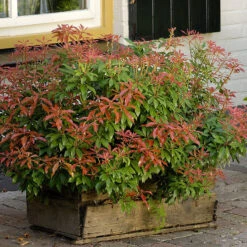 Japansk Buskrosling 'Mountain Fire' -Garden Supplies Sales 2024 japanskbuskrosling pieris japonica mountain fire planterad i tralada