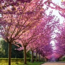 Japanskt Prydnadskörsbär ’Kanzan’