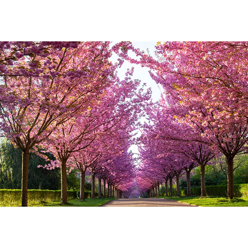 Japanskt Prydnadskörsbär ’Kanzan’ 4 Japanskt Prydnadskörsbär ’Kanzan’ - Image 2