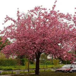 Japanskt Prydnadskörsbär ’Kanzan’ 9 Japanskt Prydnadskörsbär ’Kanzan’ -Garden Supplies Sales 2024 japanskt prydnadskorsbar prunus kanzan