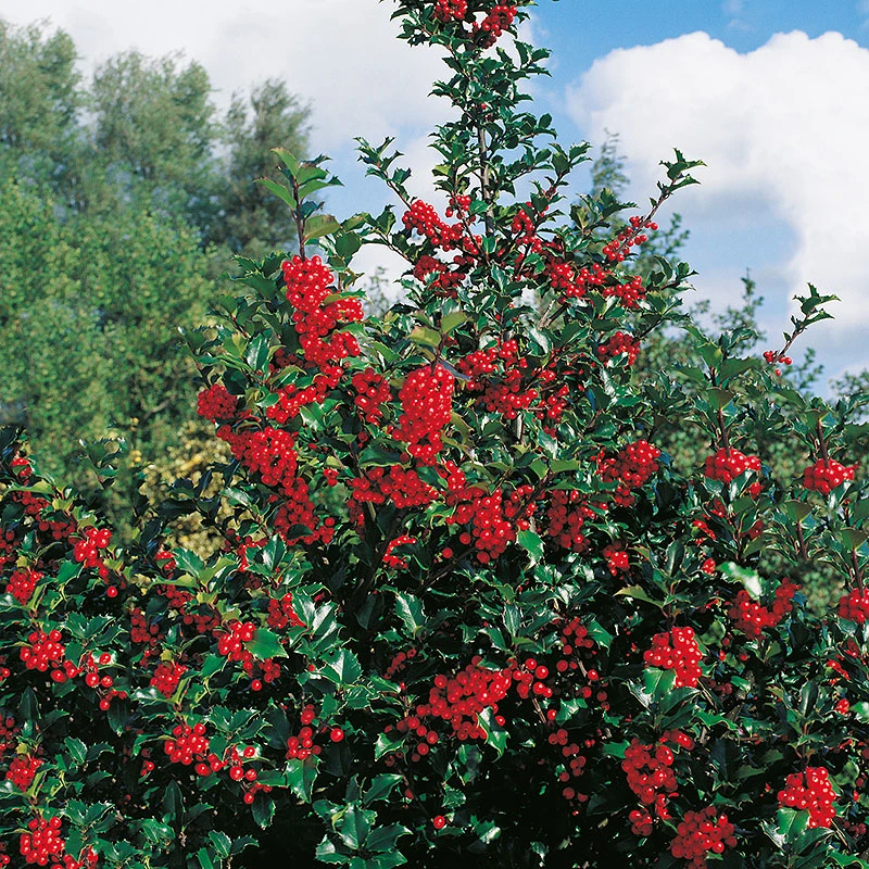 Järnek 'Blue Princess' 3 Järnek 'Blue Princess'