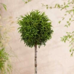 Jättetuja 'Gelderland'