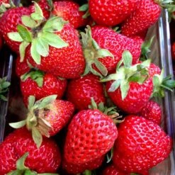 Jordgubbe 'Korona' 10-pack 5 Jordgubbe 'Korona' 10-pack -Garden Supplies Sales 2024 jordgubbar korona om