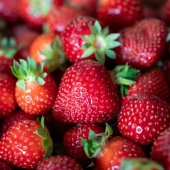 Jordgubbe 'Polka' 10-pack -Garden Supplies Sales 2024 jordgubbar polka om