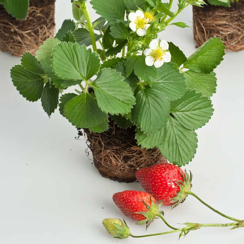 Jordgubbe 'Korona' 10-pack 3 Jordgubbe 'Korona' 10-pack