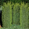 Träd-en 'Suecica' 40-45 Cm -Garden Supplies Sales 2024 juniperus communis suecicia