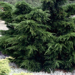 Trädgårds-en 'Mint Julep' 30-35 Cm