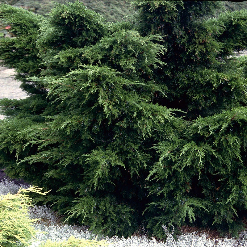 Trädgårds-en 'Mint Julep' 30-35 Cm 3 Trädgårds-en 'Mint Julep' 30-35 Cm