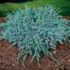 Himalaya-en 'Blue Carpet' 30-35 Cm -Garden Supplies Sales 2024 juniperus squamata blue carpet