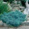 Himalaya-en 'Blue Star' 20-25 Cm -Garden Supplies Sales 2024 juniperus squamata blue star