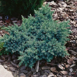 Himalaya-en 'Blue Star' 20-25 Cm -Garden Supplies Sales 2024 juniperus squamata blue star himalya en