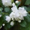 Kameliaschersmin 'Snowbelle', 10-pack -Garden Supplies Sales 2024 kameliaschersmin snowbelle 1