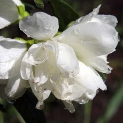 Kameliaschersmin 'Snowbelle', 5-pack -Garden Supplies Sales 2024 kameliaschersmin snowbelle 2 2