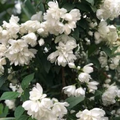 Kameliaschersmin 'Snowbelle', 1-pack -Garden Supplies Sales 2024 kameliaschersmin snowbelle 3 3