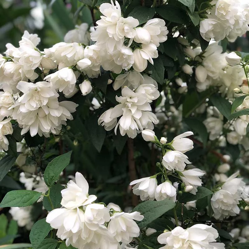 Kameliaschersmin 'Snowbelle', 3-pack 5 Kameliaschersmin 'Snowbelle', 3-pack - Image 3