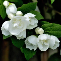 Kameliaschersmin 'Virginal', Sol. 100-125 Co/kl -Garden Supplies Sales 2024 kameliaschersmin virginal