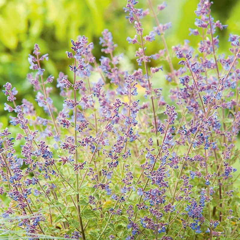 Kantnepeta 'Kit Cat', 6-pack 4 Kantnepeta 'Kit Cat', 6-pack - Image 2