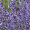 Kantnepeta 'Walker´s Low', 6-pack -Garden Supplies Sales 2024 kantnepeta walkers low