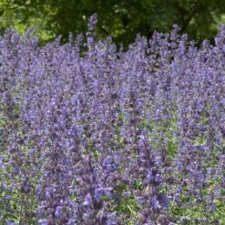 Kantnepeta 'Walker´s Low', 6-pack -Garden Supplies Sales 2024 kantnepeta walkers low 2