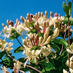 Kaprifol 8 Kaprifol -Garden Supplies Sales 2024 kaprifol lonicera caprifolium