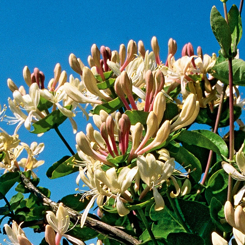 Kaprifol 5 Kaprifol - Image 3