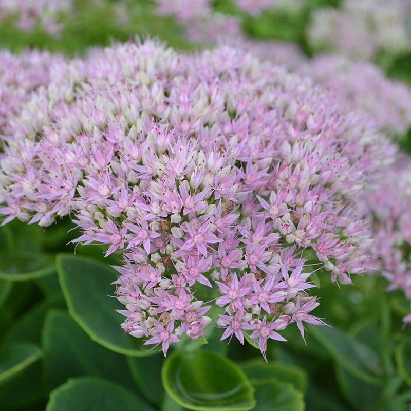 Kinesisk Kärleksört 'Granlunda', 3-pack 3 Kinesisk Kärleksört 'Granlunda', 3-pack