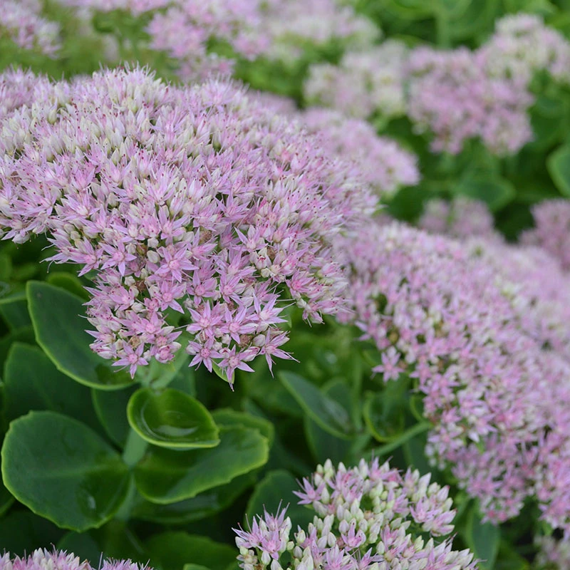 Kinesisk Kärleksört 'Granlunda', 3-pack 4 Kinesisk Kärleksört 'Granlunda', 3-pack - Image 2