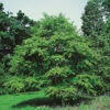 Katsura 2 Katsura -Garden Supplies Sales 2024 katsura cercidiphyllum japonicum